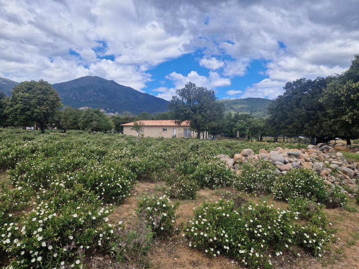 Domaine U Filanciu - Maison Chiara Avec Piscine - Centre Corse Moltifao Exterior foto